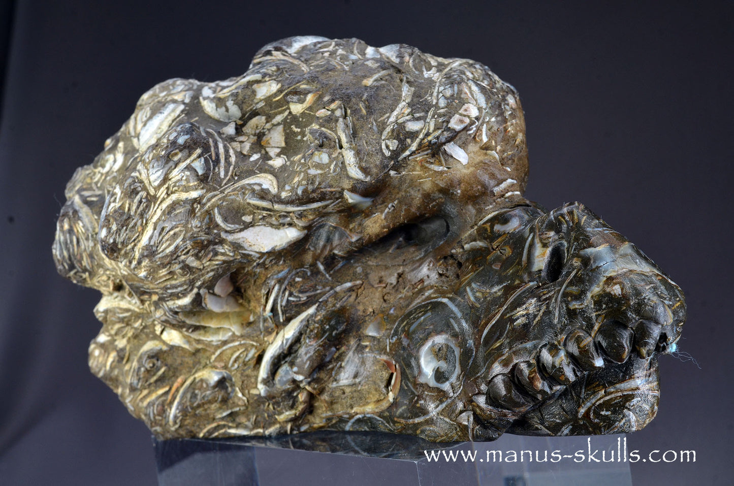 Indonesian Turritella Agate Dragon