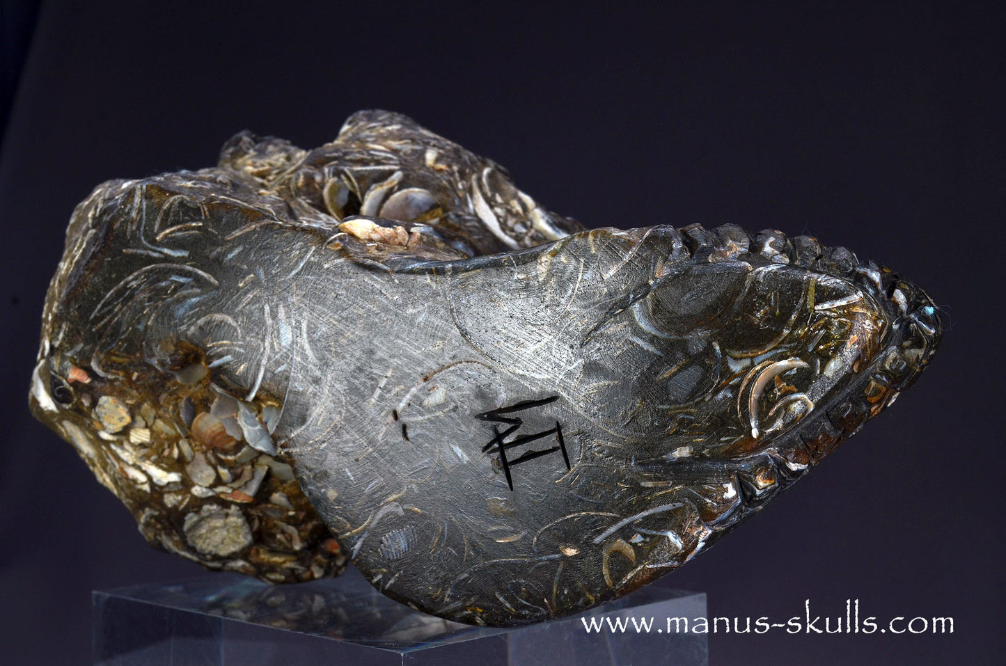 Indonesian Turritella Agate Dragon