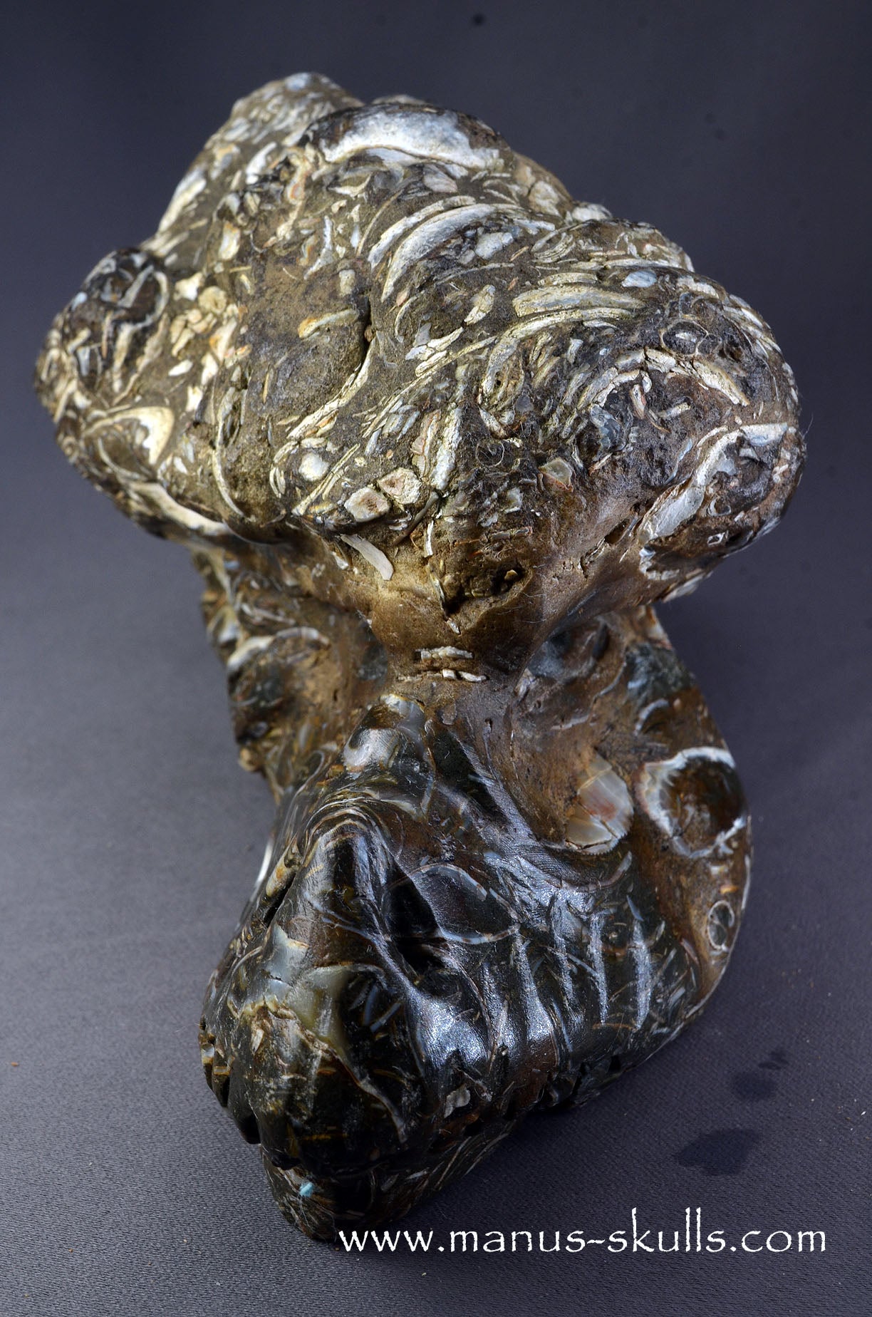 Indonesian Turritella Agate Dragon