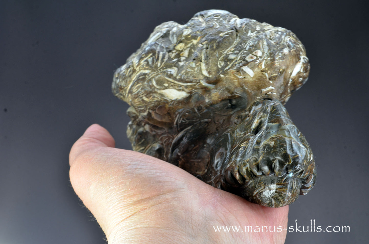 Indonesian Turritella Agate Dragon
