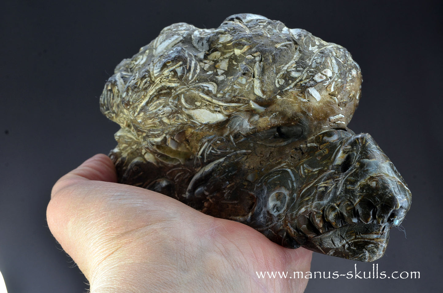Indonesian Turritella Agate Dragon