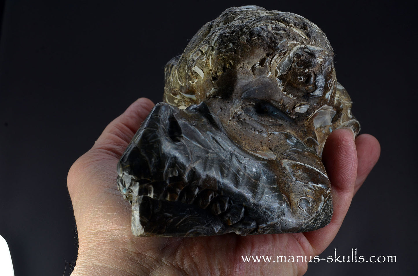 Indonesian Turritella Agate Dragon