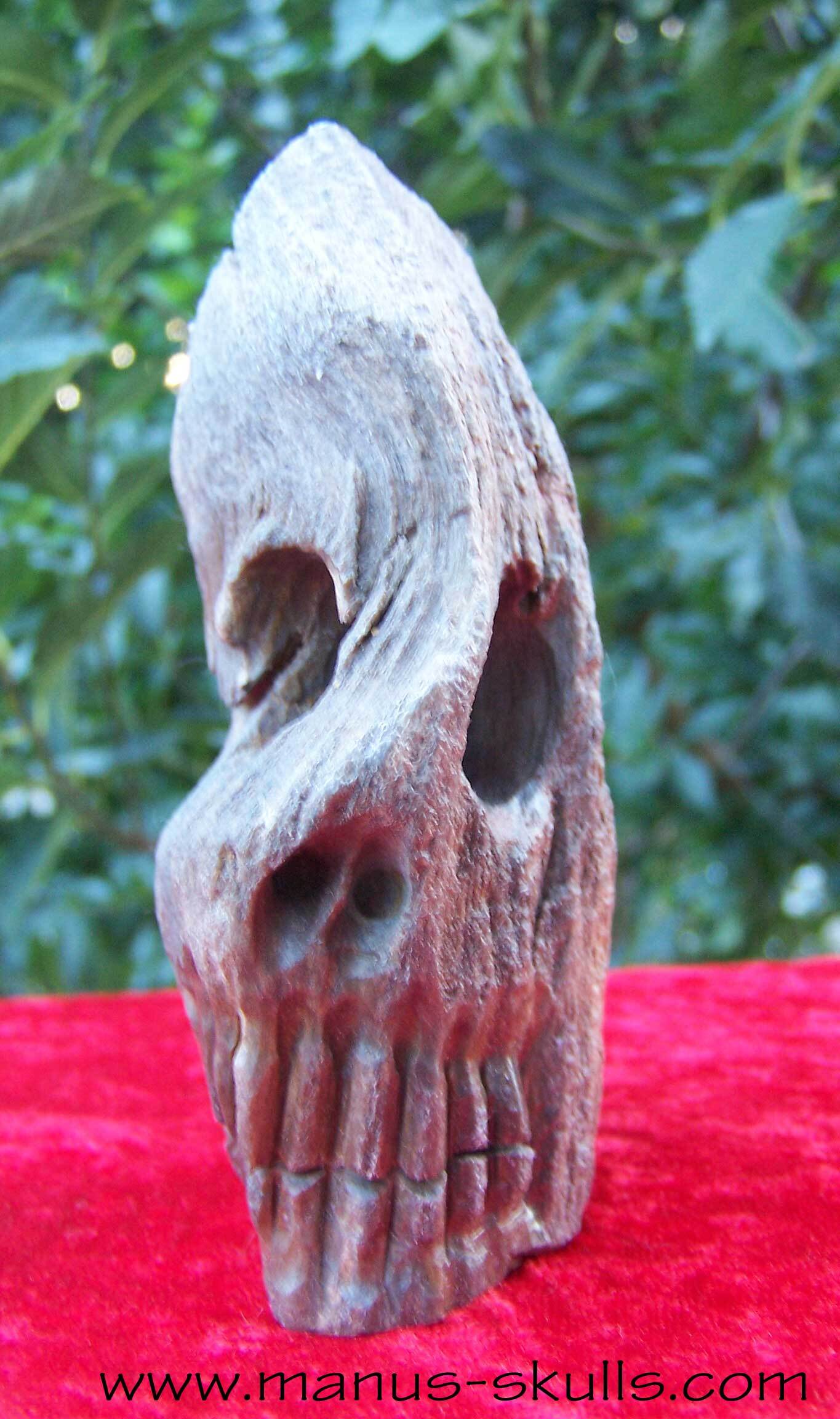 Petrified Wood Skull