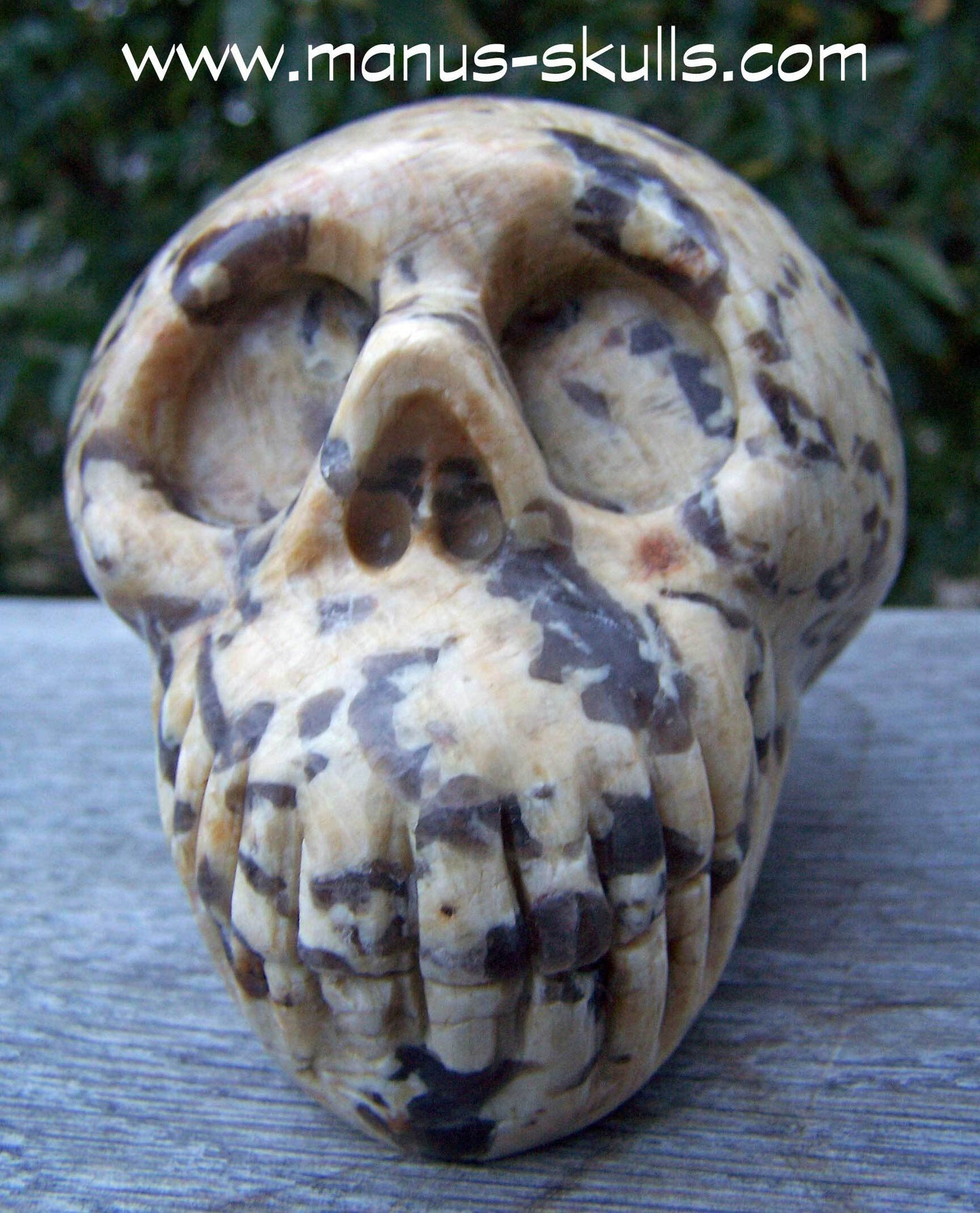 Zebradorite Skull