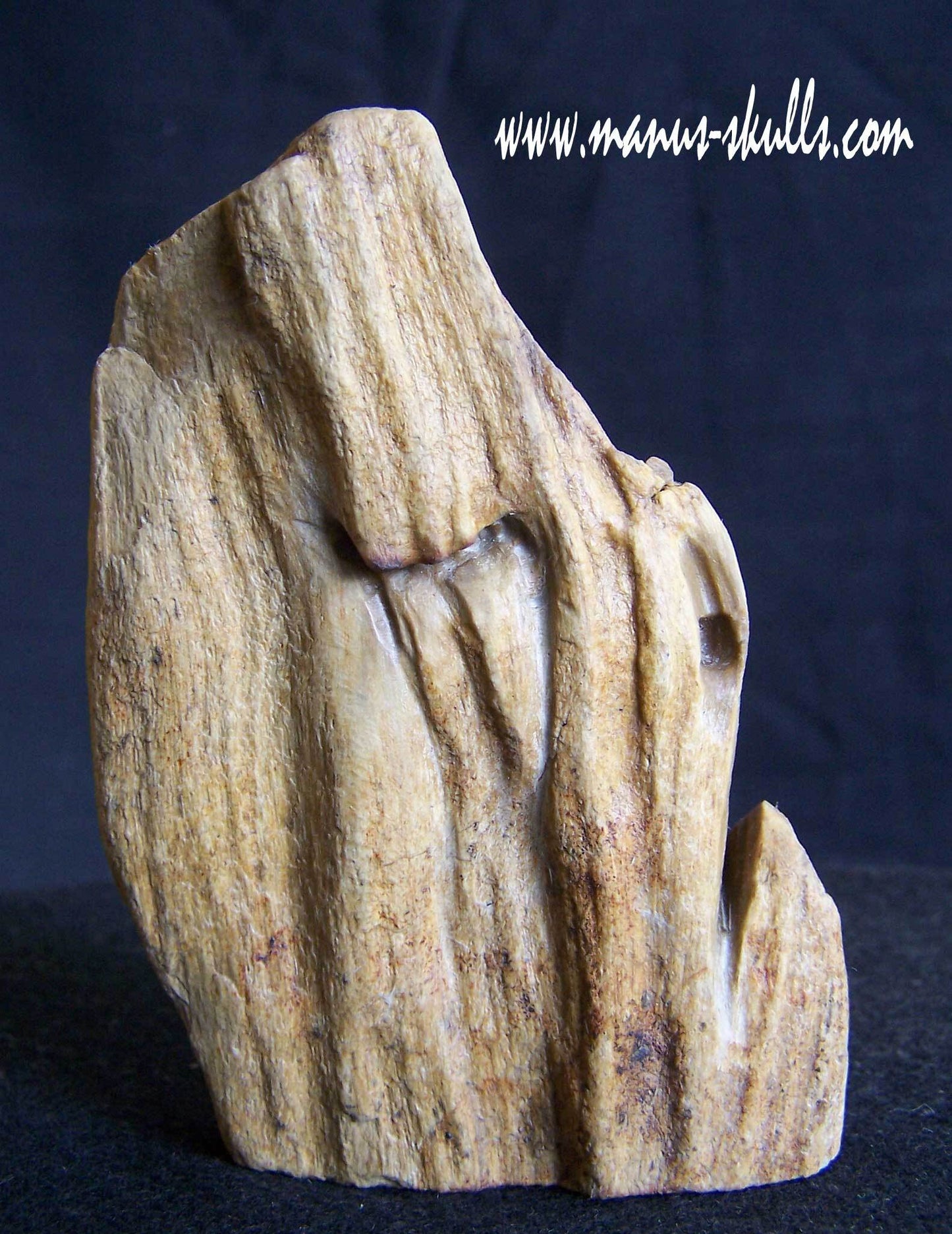 Petrified Wood Skull