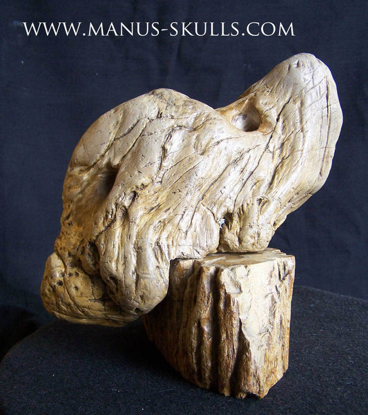 Petrified Wood Skull