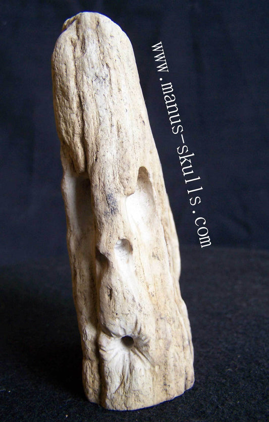 Petrified Wood Skull