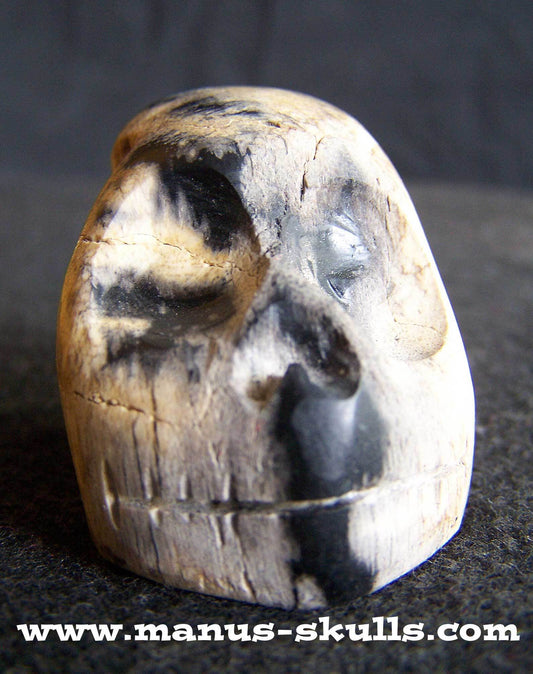 Petrified Wood Skull