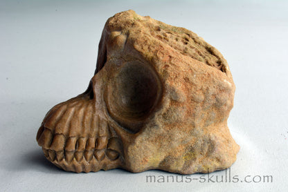 Stromatolite Skull