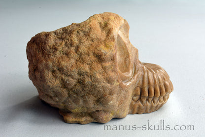 Stromatolite Skull