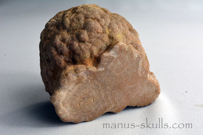 Stromatolite Skull