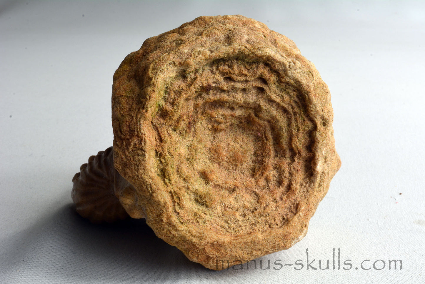 Stromatolite Skull