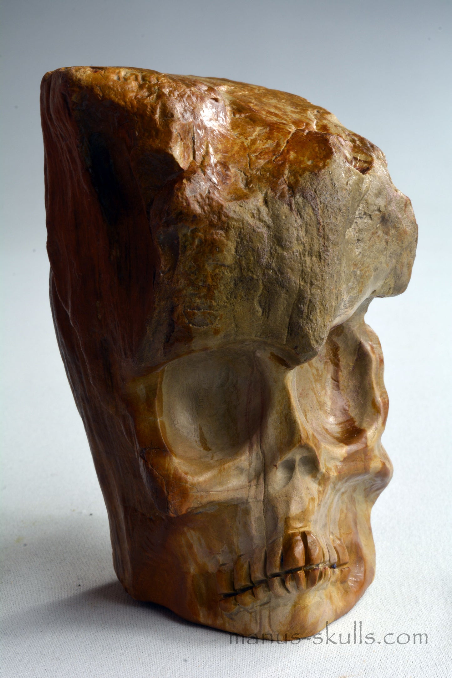 Petrified Wood Skull