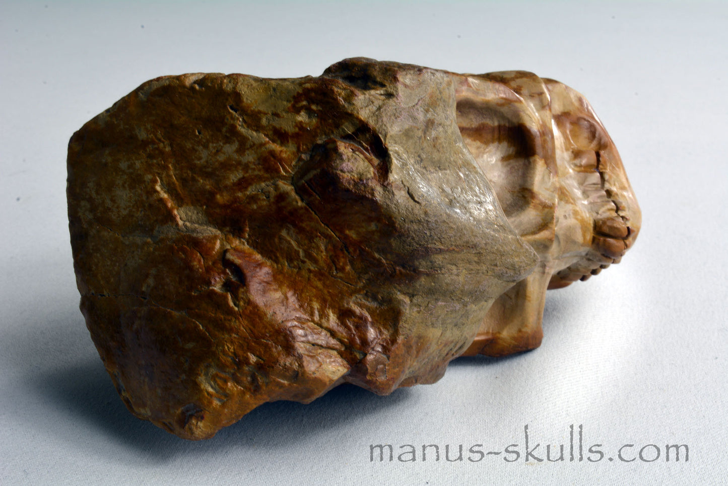 Petrified Wood Skull