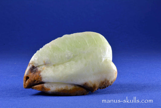 Visocalcite Bird Skull