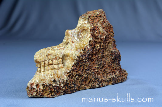 Oolite Skull