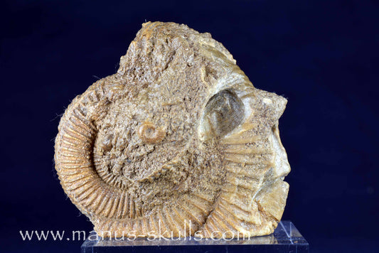 Ammonite Skull