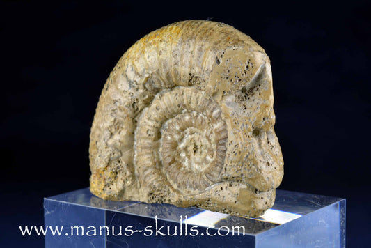 Ammonite Skull