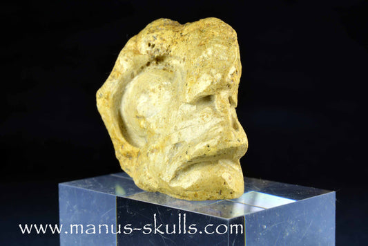 Ammonite Skull