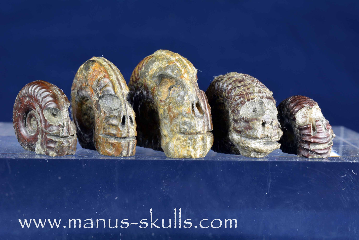 5 Minature Ammonite Skulls