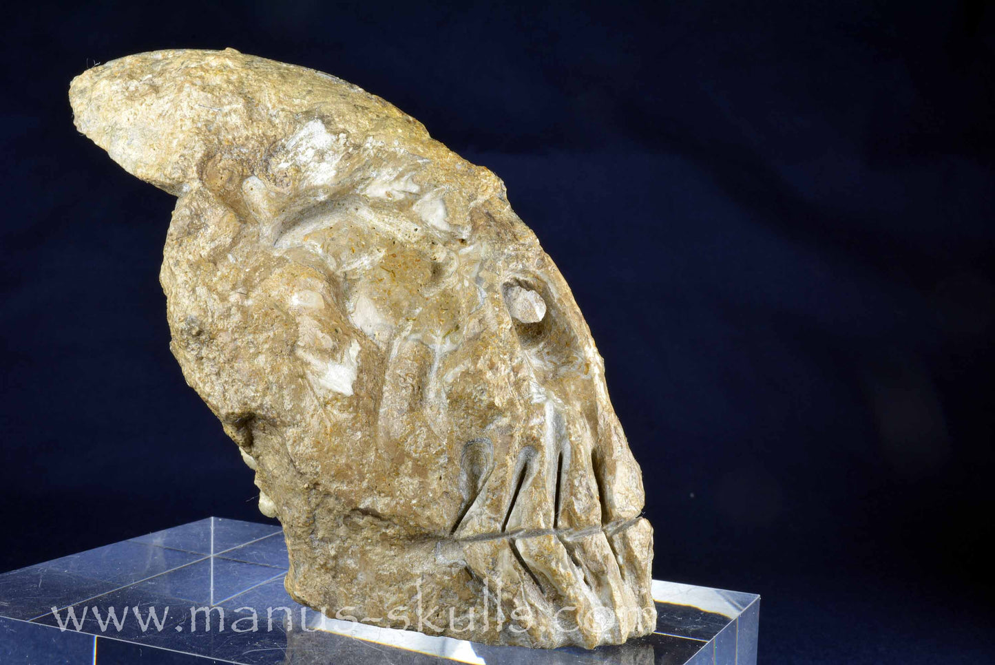 Ammonite skull