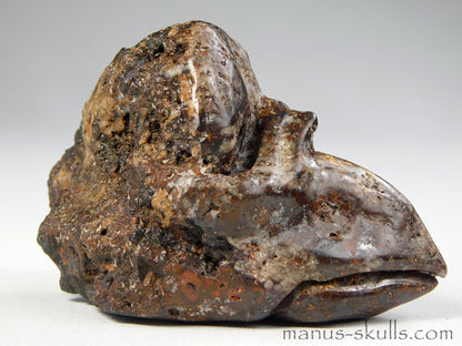 Toothless Tsesite Skull