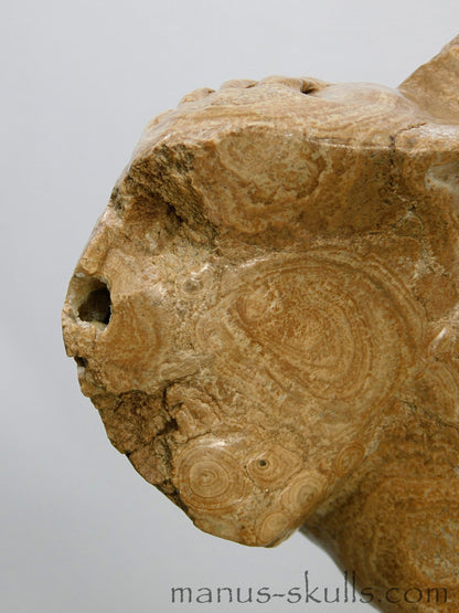 Large Nodul Aragonite Skull