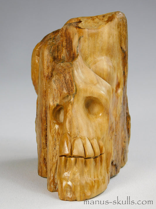 Petrified Wood Skull