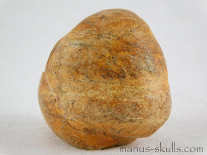 Steatite Evolian Skull #19