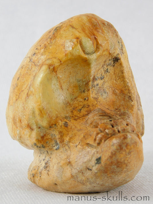 Steatite Evolian Skull #20