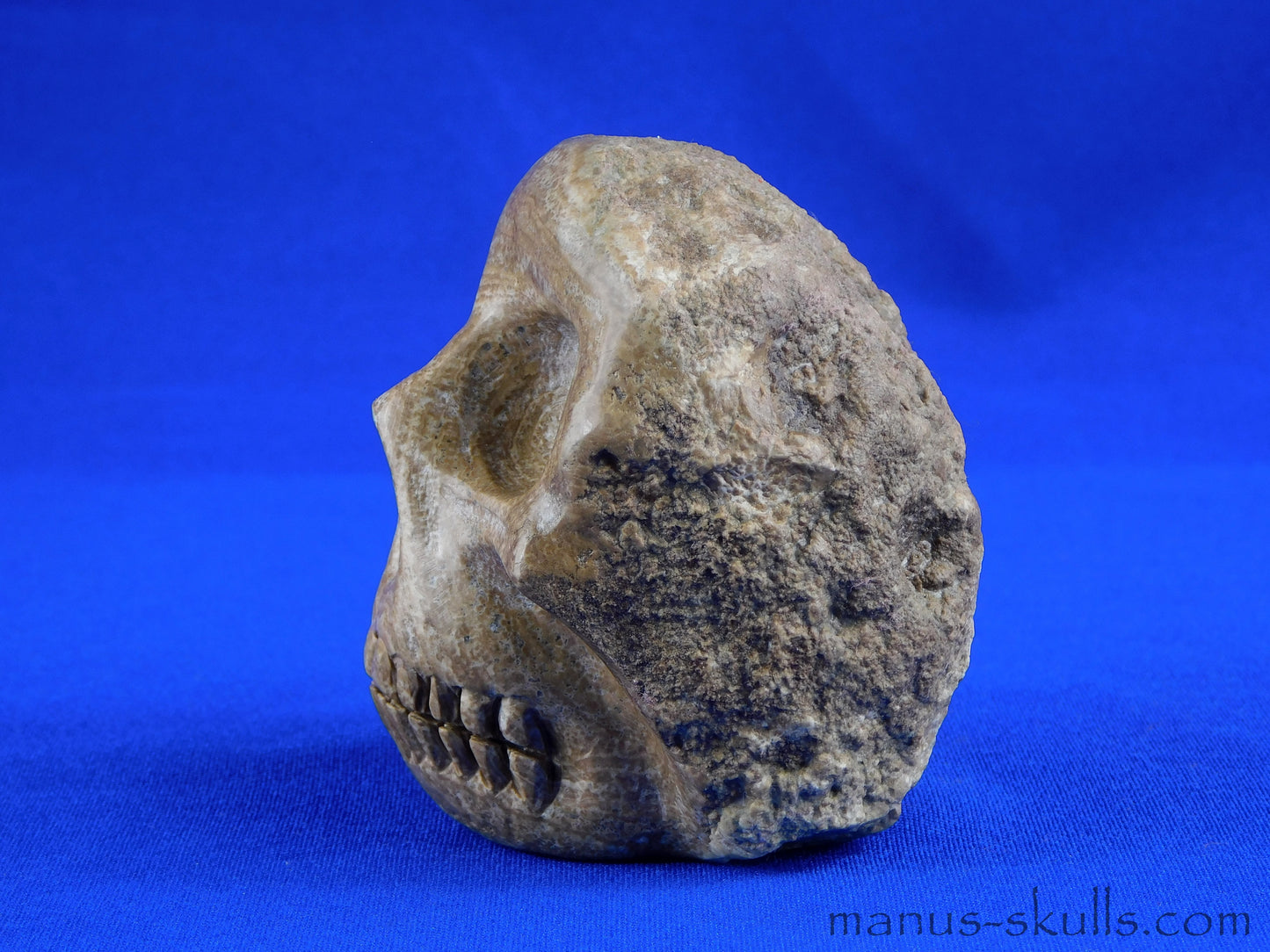 Aragonite Nodul Skull
