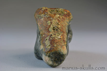 Preseli Bluestone Traveller Skull