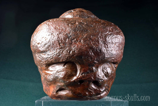 Fossilized Casava Skull
