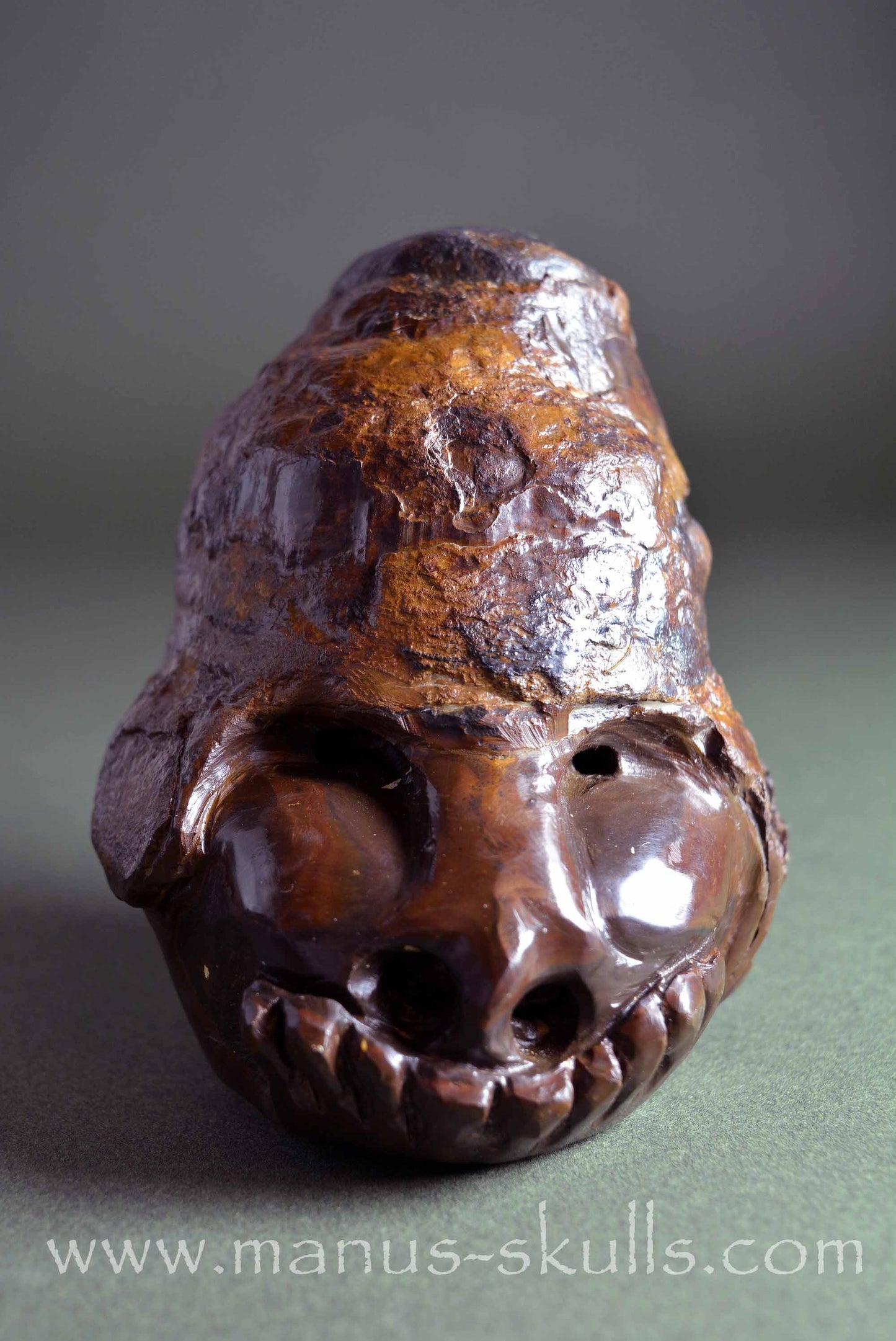 Fossilized Casava Skull