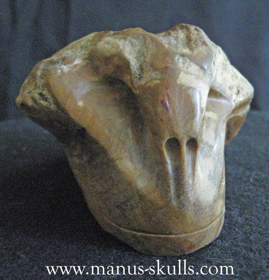 Petrified Wood Skull