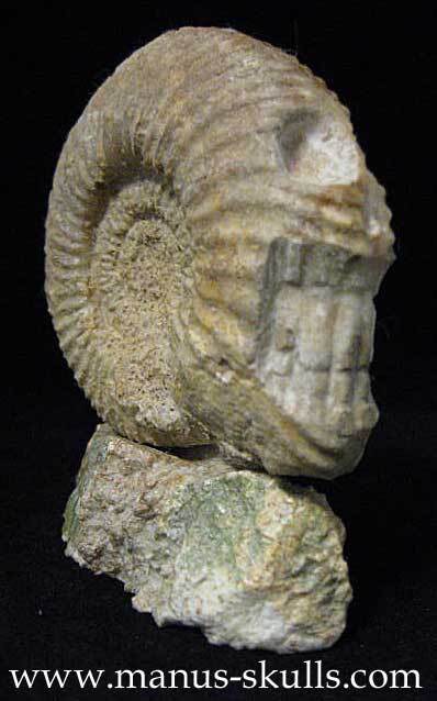 Ammonite Skull