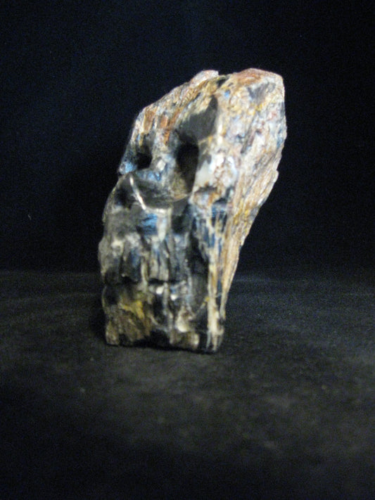 Petrified Wood Skull