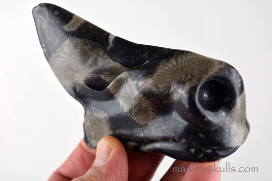 Frosterley Marble Conehead Skull