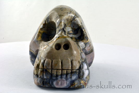 Coral Fossil Skull