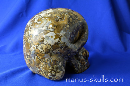 Coral Fossil Skull