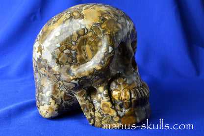 Coral Fossil Skull