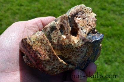 Eilat Stone Dragon Skull