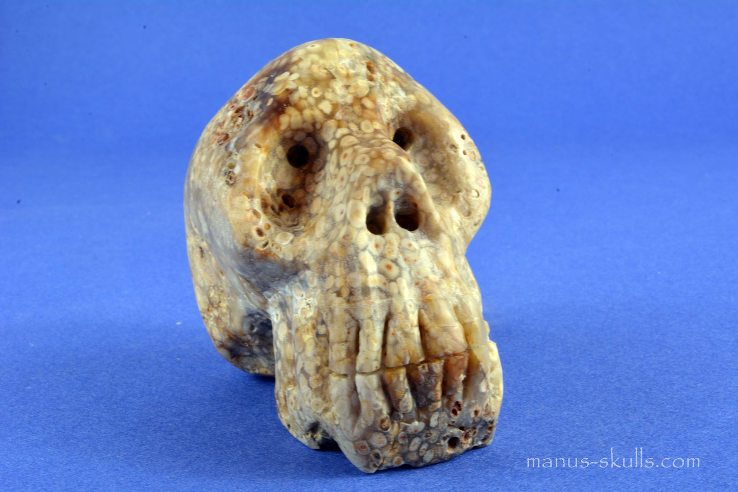 Oolite Skull