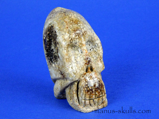 Oolite Skull