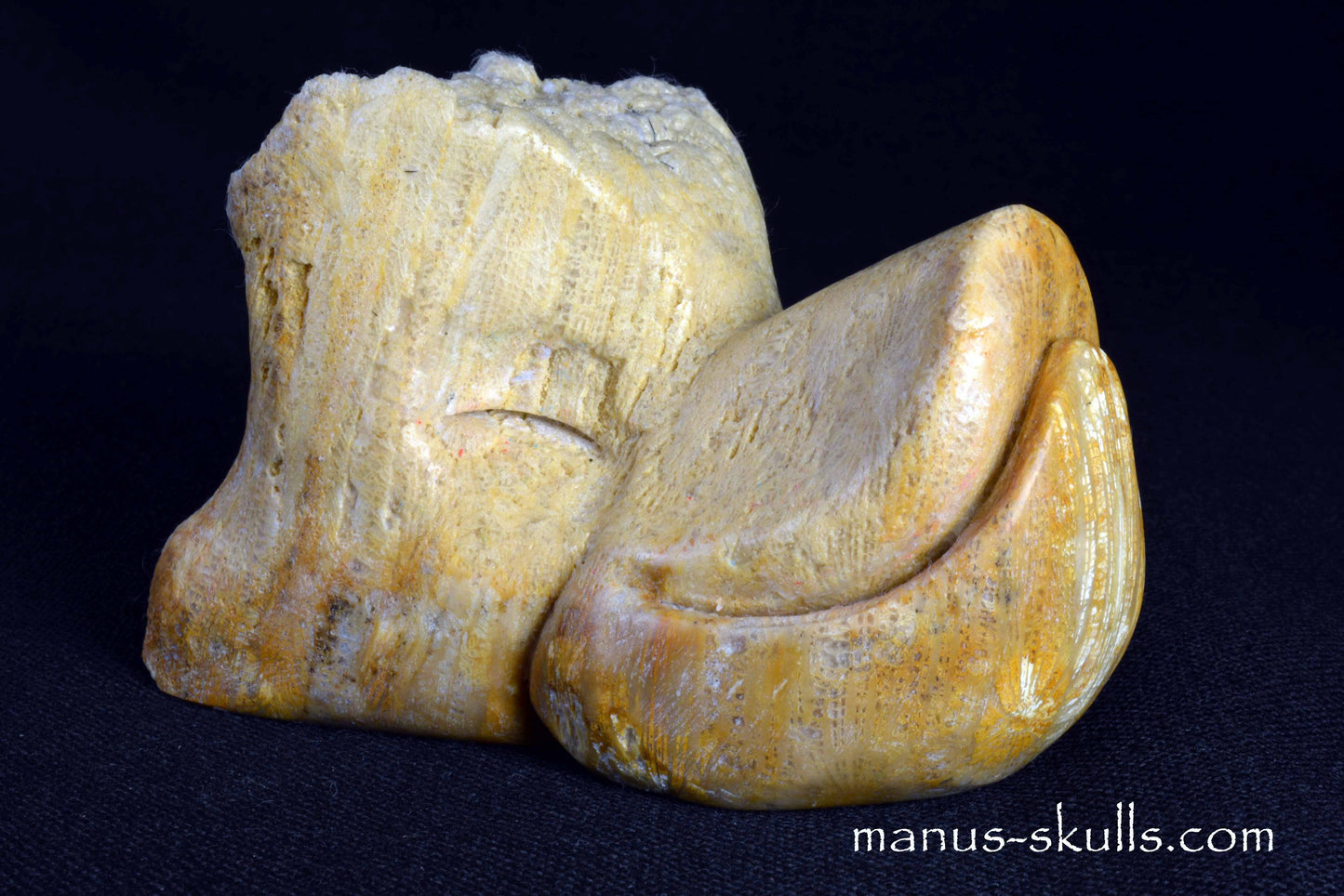 Petrified Wood Duck Skull