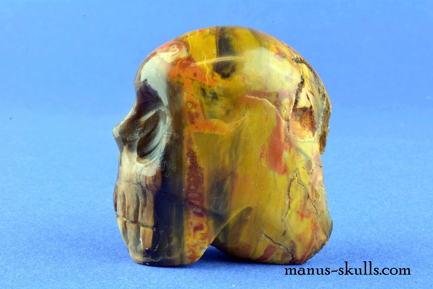 Petrified Wood Skull