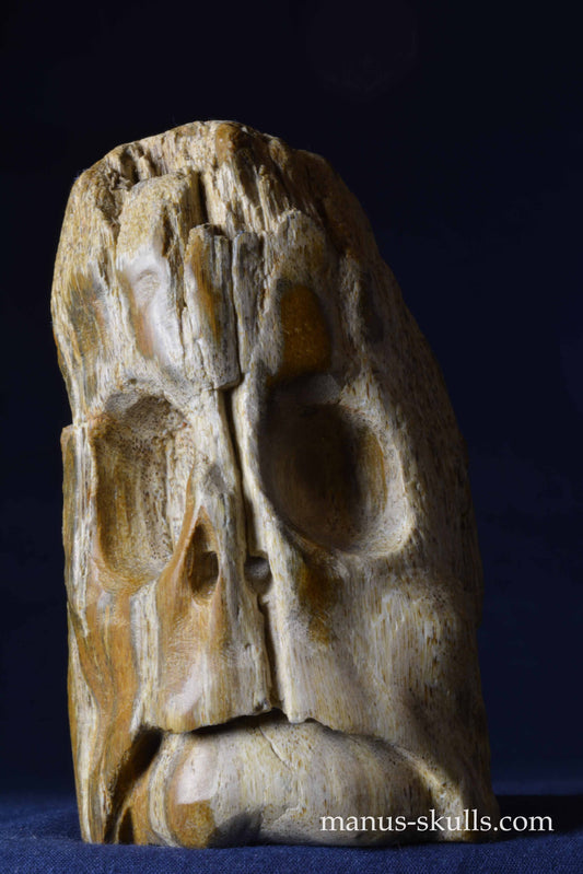 Petrified Wood Skull