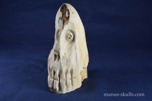 Petrified Wood Skull