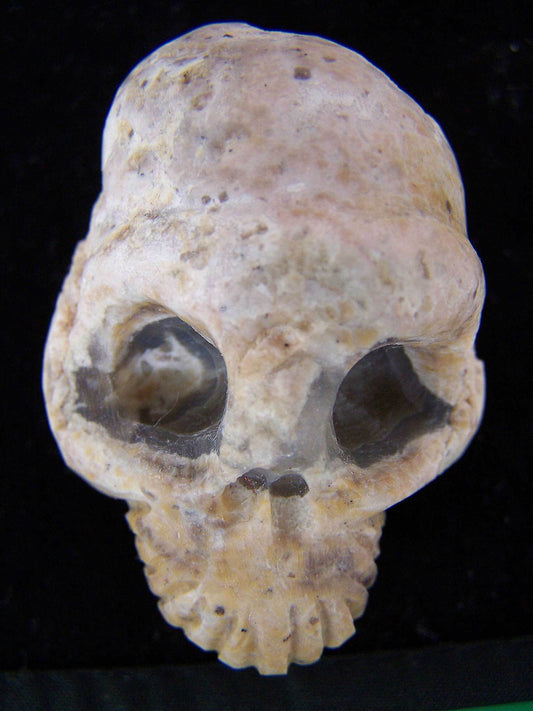 TNT bed Lithophyse Thunderegg Skull