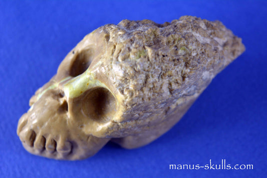 Thunderegg Litophyse Skull